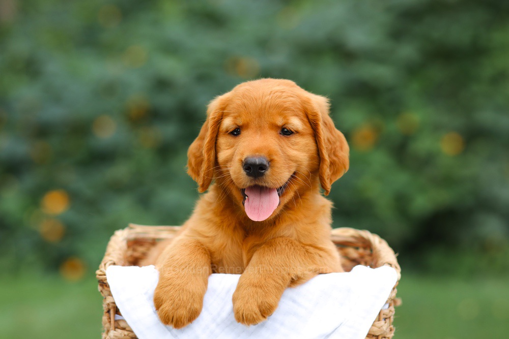 Stella Image of Stella, a Golden Retriever puppy