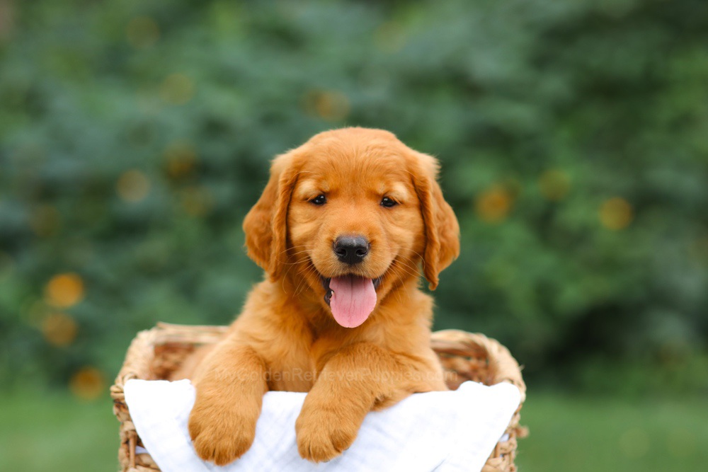 Stella Image of Stella, a Golden Retriever puppy