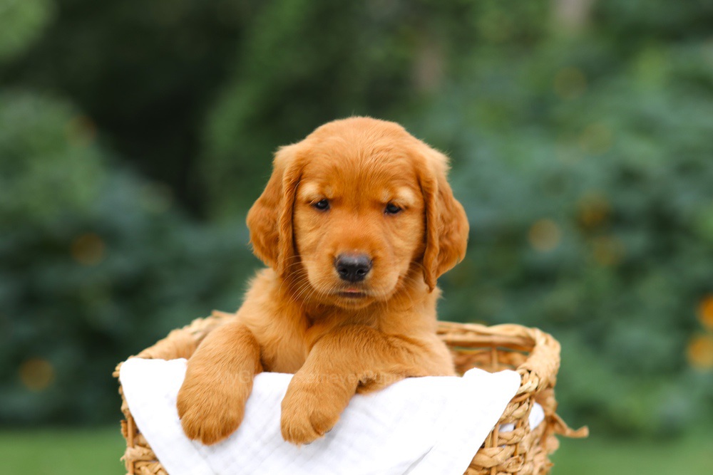 Stella Image of Stella, a Golden Retriever puppy