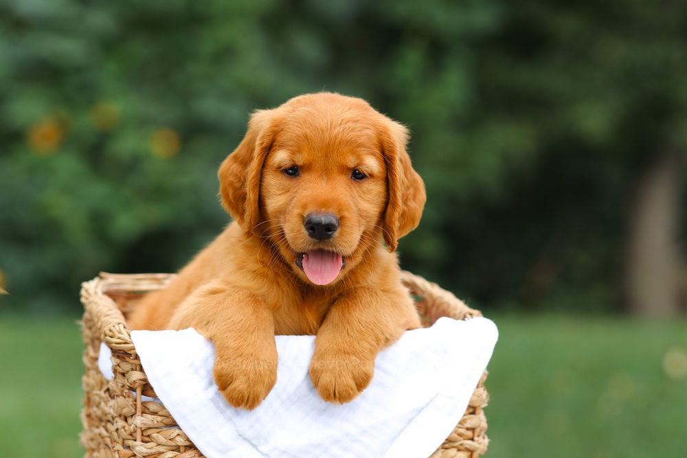Stella Image of Stella, a Golden Retriever puppy