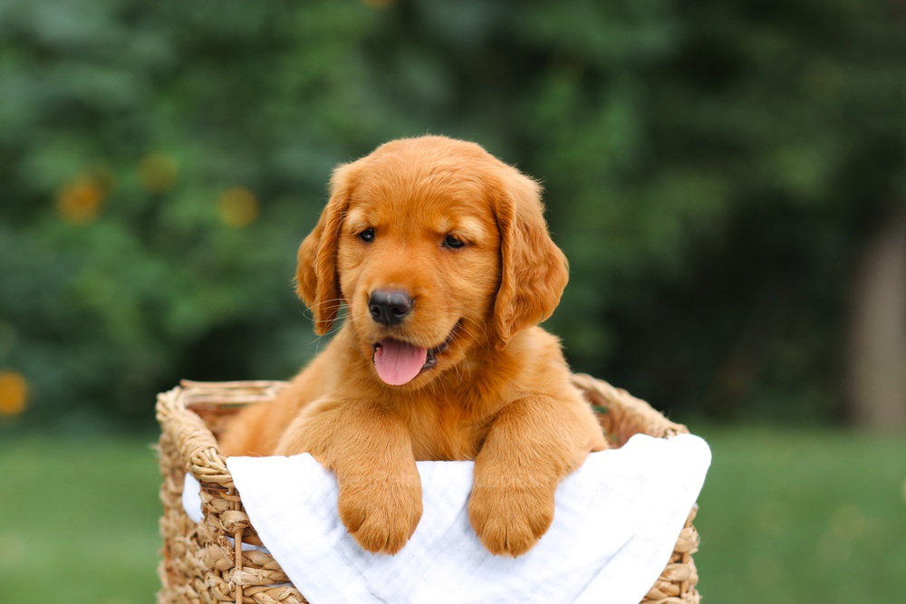 Stella Image of Stella, a Golden Retriever puppy