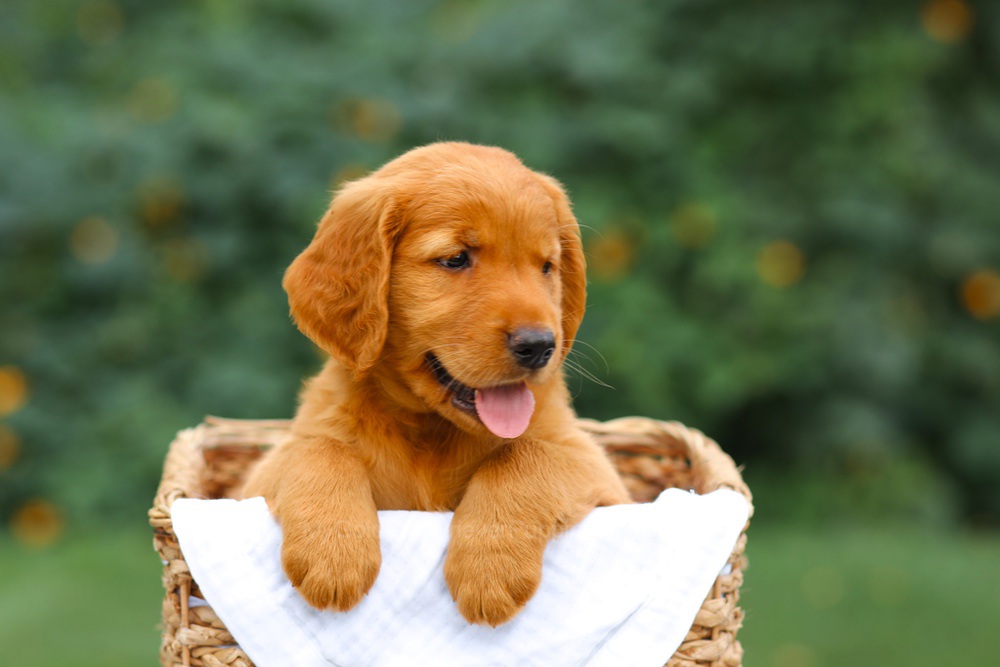 Stella Image of Stella, a Golden Retriever puppy