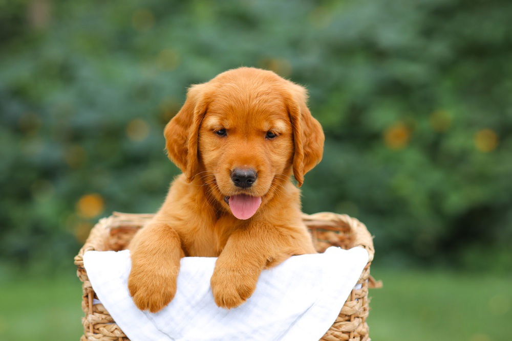 Stella Image of Stella, a Golden Retriever puppy