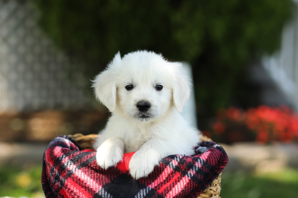 Teddy Image of Teddy, a Golden Retriever puppy
