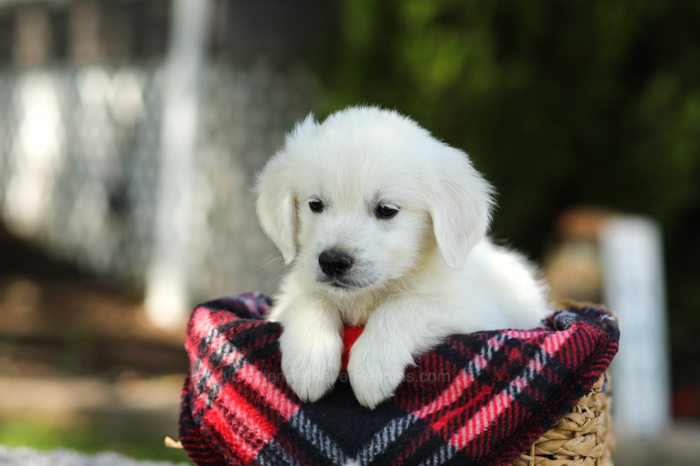Teddy Image of Teddy, a Golden Retriever puppy