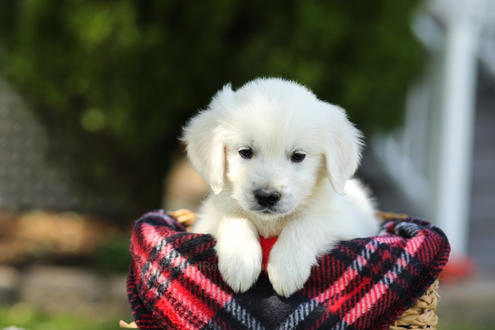 Teddy Image of Teddy, a Golden Retriever puppy
