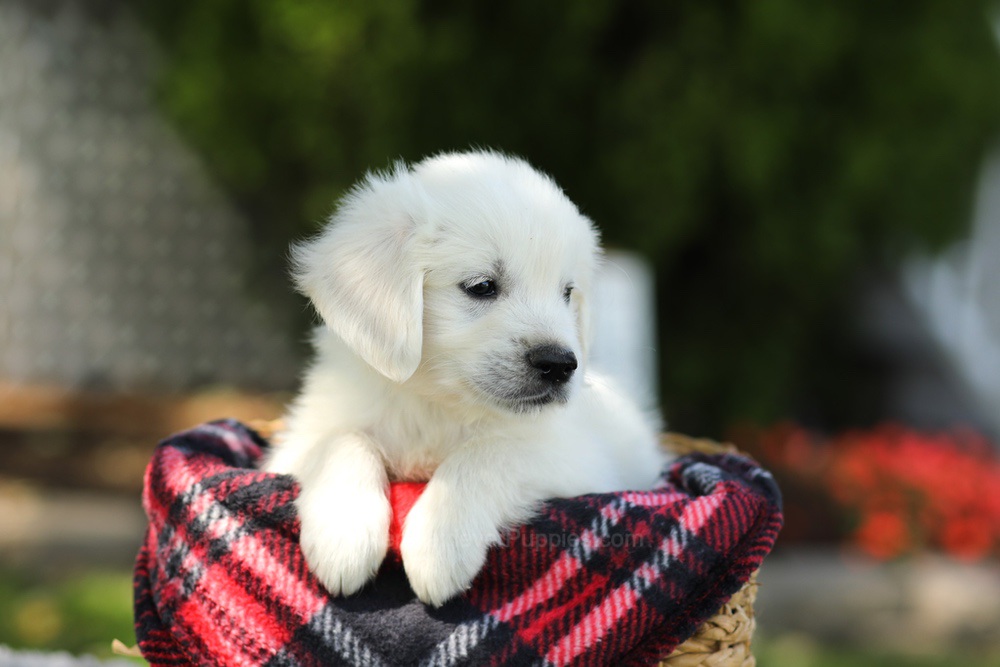 Teddy Image of Teddy, a Golden Retriever puppy