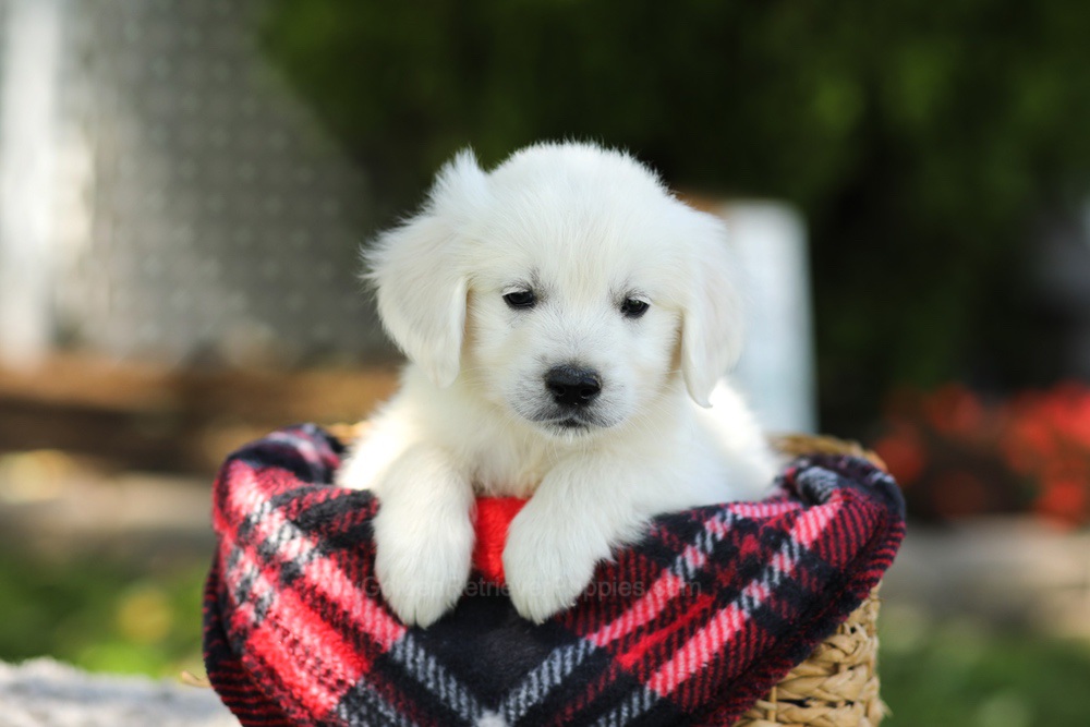 Teddy Image of Teddy, a Golden Retriever puppy