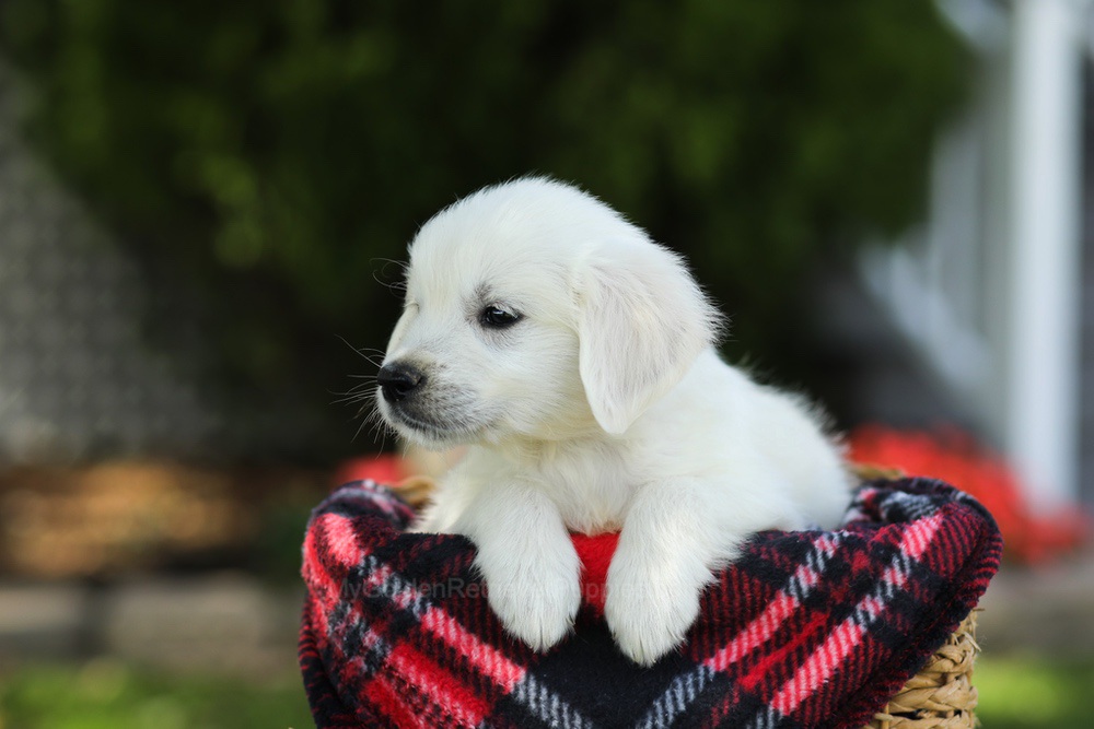 Teddy Image of Teddy, a Golden Retriever puppy