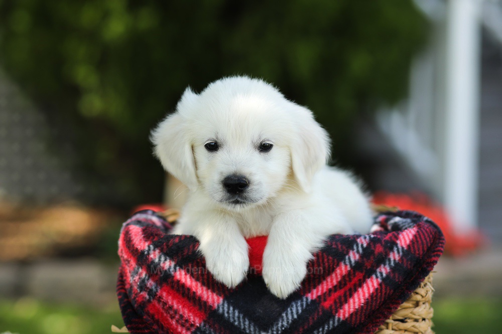 Teddy Image of Teddy, a Golden Retriever puppy