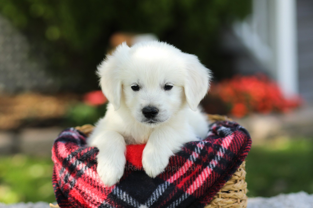Teddy Image of Teddy, a Golden Retriever puppy