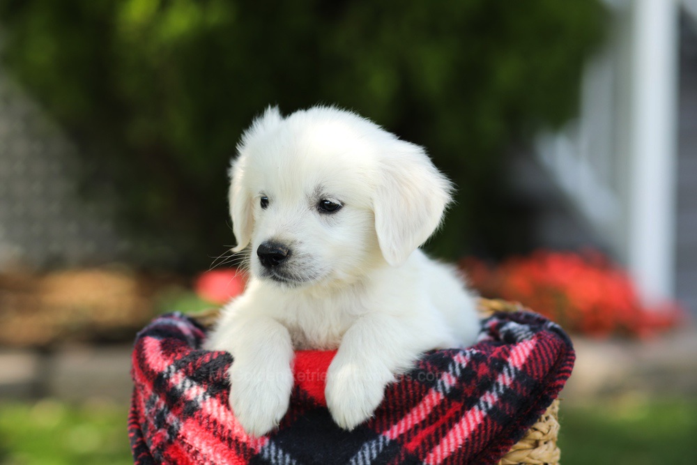 Teddy Image of Teddy, a Golden Retriever puppy