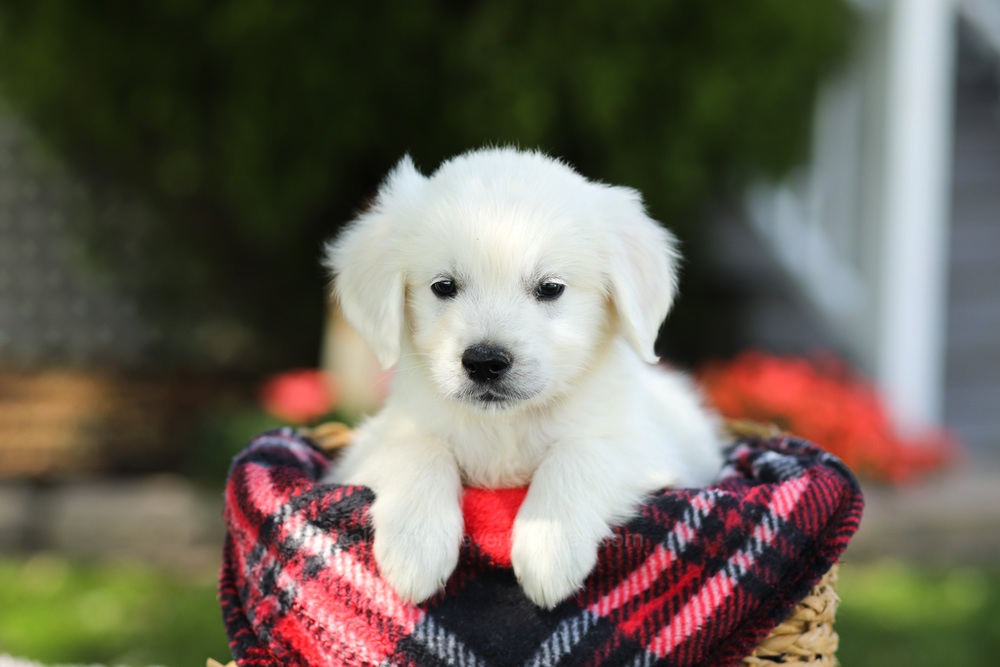 Teddy Image of Teddy, a Golden Retriever puppy