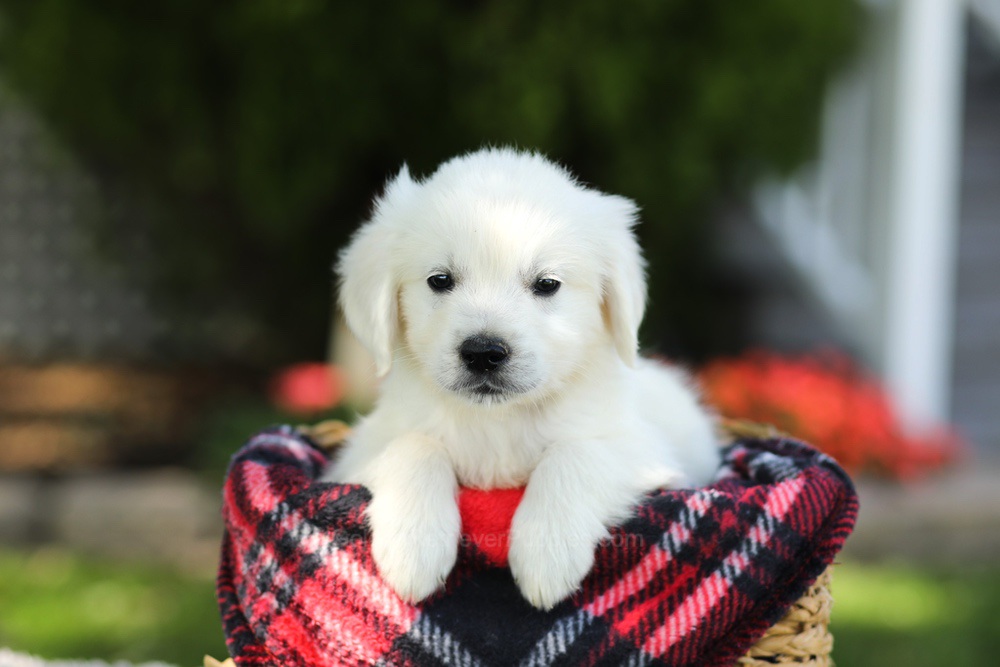 Teddy Image of Teddy, a Golden Retriever puppy