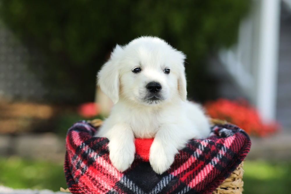 Teddy Image of Teddy, a Golden Retriever puppy