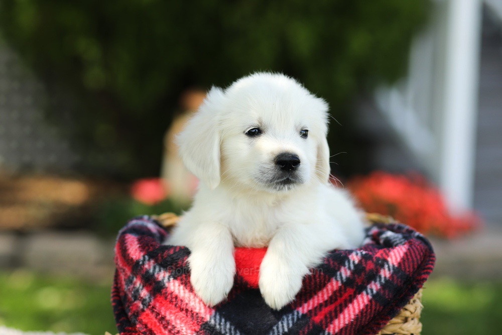 Teddy Image of Teddy, a Golden Retriever puppy