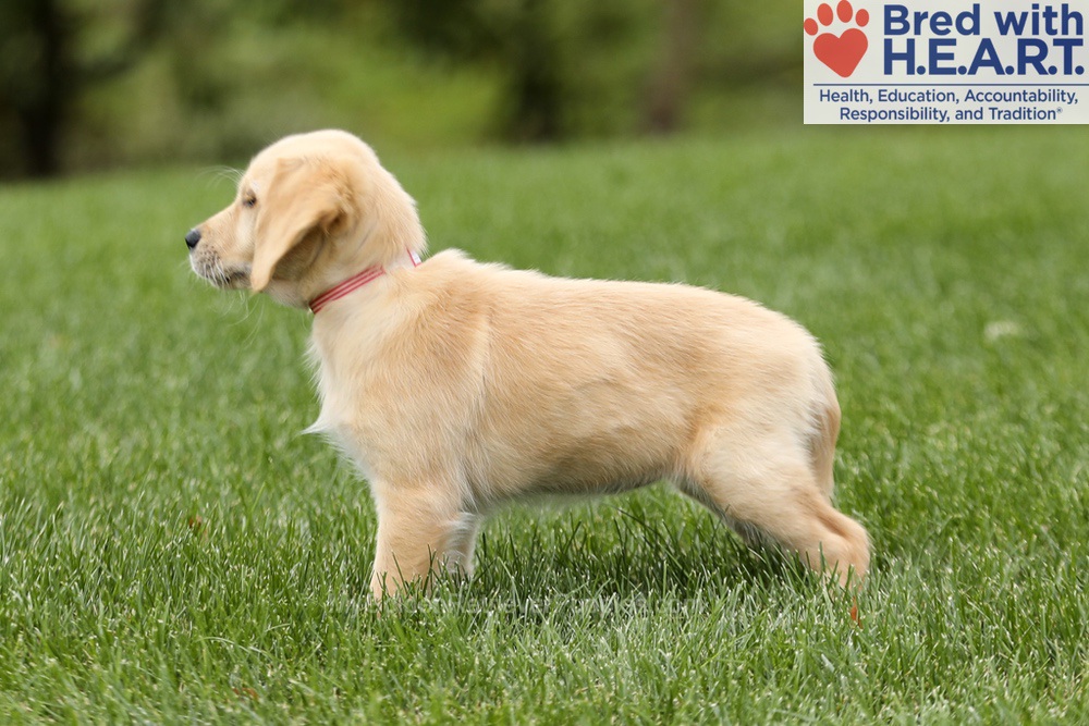 Tessa Image of Tessa, a Golden Retriever puppy
