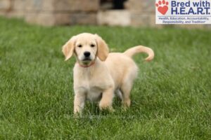 Tessa Image of Tessa, a Golden Retriever puppy