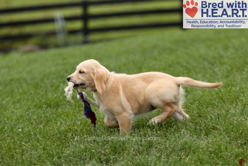 Tessa Image of Tessa, a Golden Retriever puppy