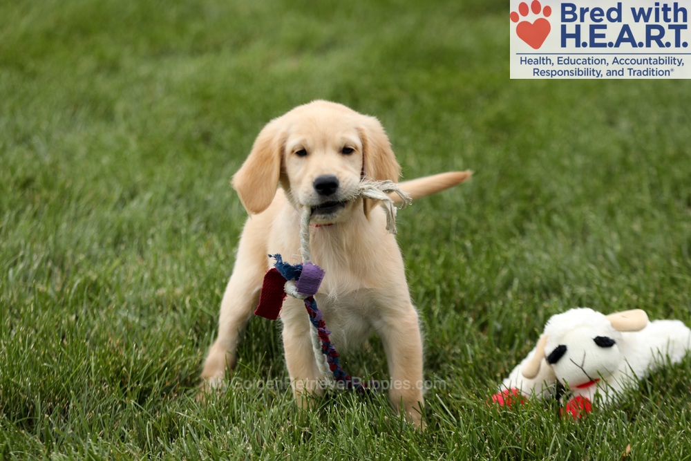 Tessa Image of Tessa, a Golden Retriever puppy
