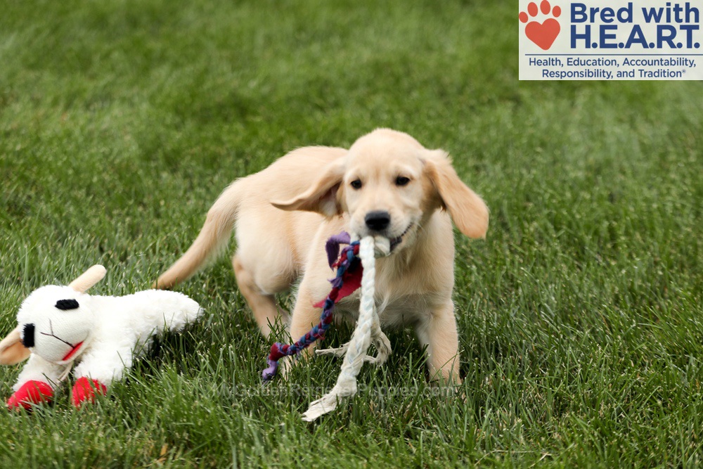 Tessa Image of Tessa, a Golden Retriever puppy