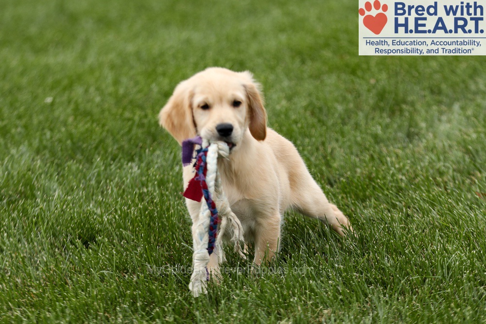 Tessa Image of Tessa, a Golden Retriever puppy