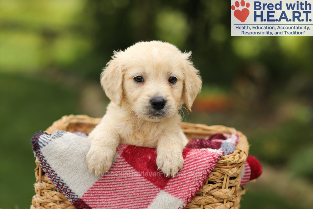 Theo Image of Theo, a Golden Retriever puppy