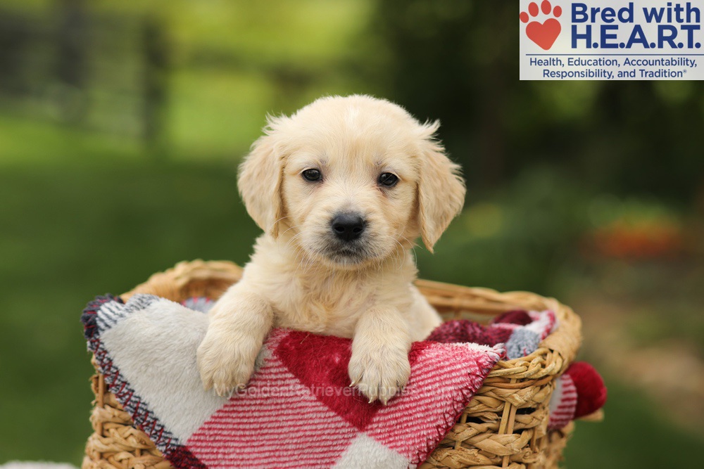 Theo Image of Theo, a Golden Retriever puppy