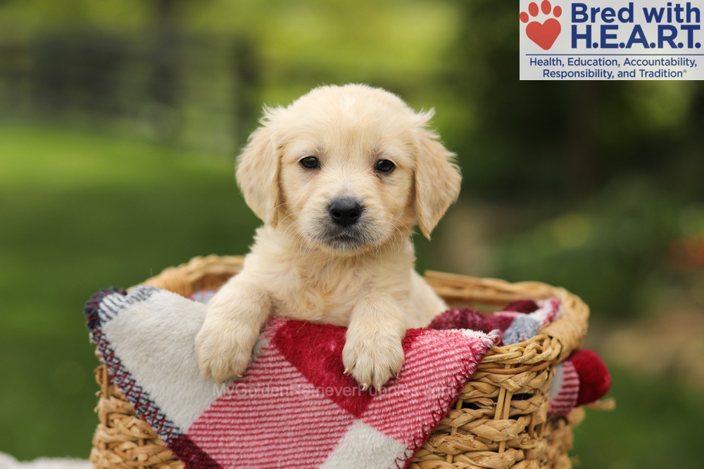 Theo Image of Theo, a Golden Retriever puppy