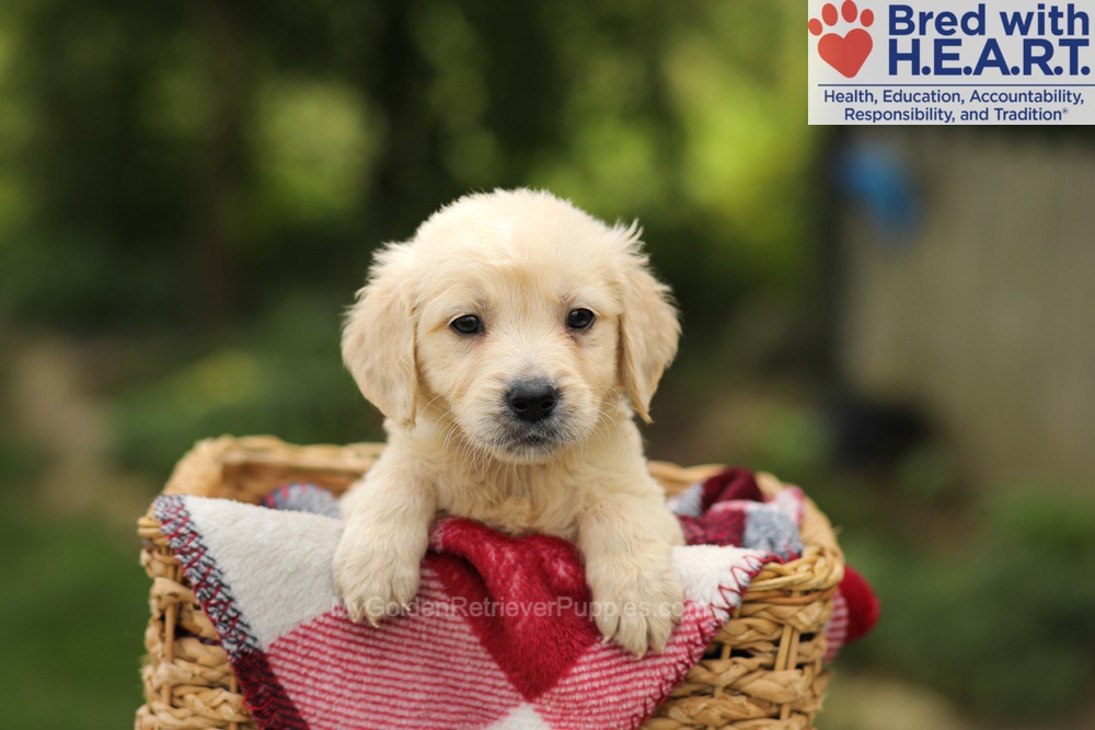 Theo Image of Theo, a Golden Retriever puppy