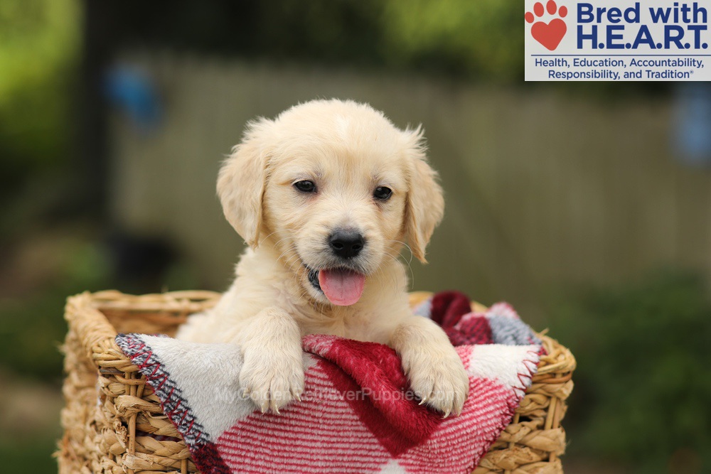 Theo Image of Theo, a Golden Retriever puppy