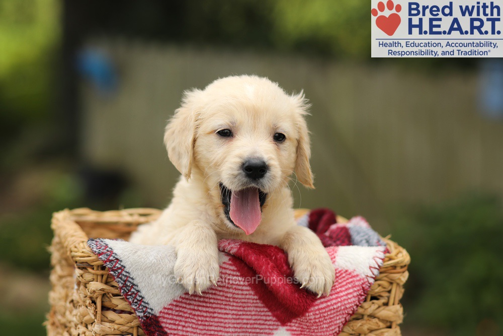 Theo Image of Theo, a Golden Retriever puppy