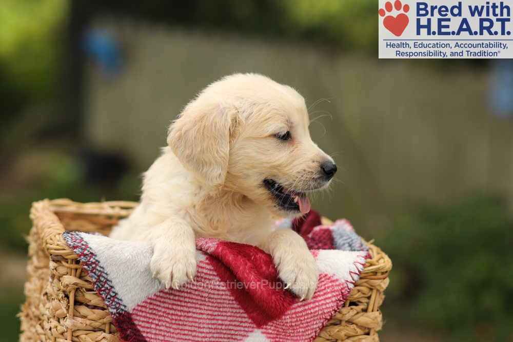 Theo Image of Theo, a Golden Retriever puppy