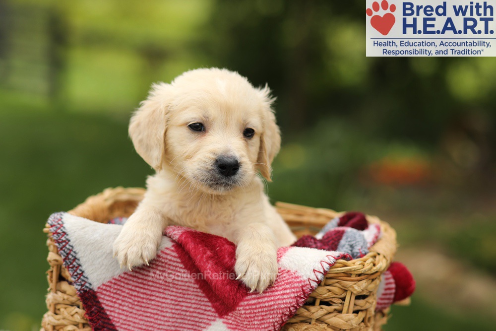 Theo Image of Theo, a Golden Retriever puppy