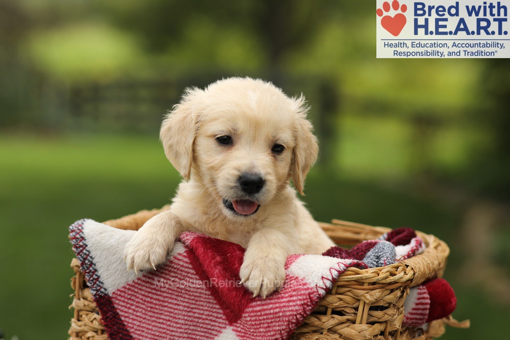 Theo Image of Theo, a Golden Retriever puppy
