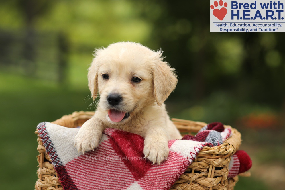 Theo Image of Theo, a Golden Retriever puppy
