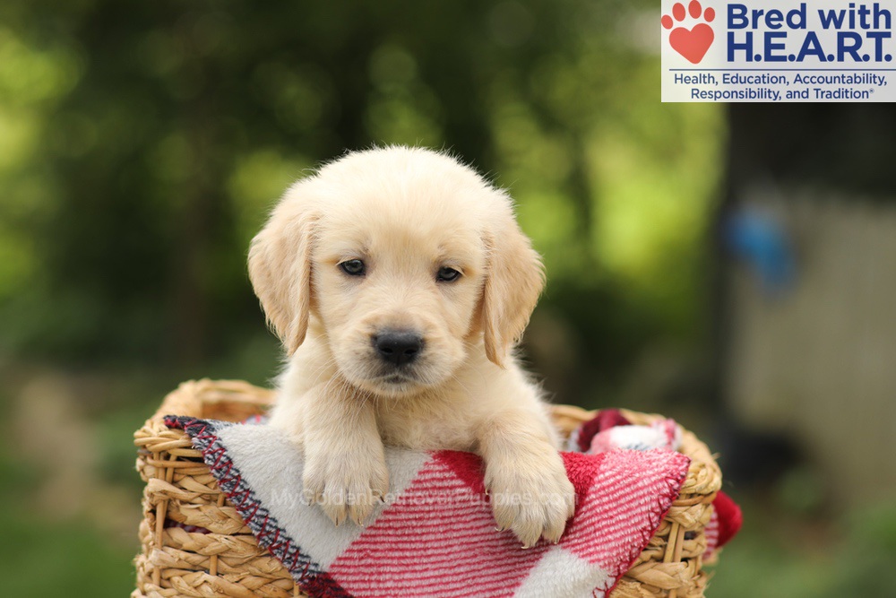 Toby Image of Toby, a Golden Retriever puppy