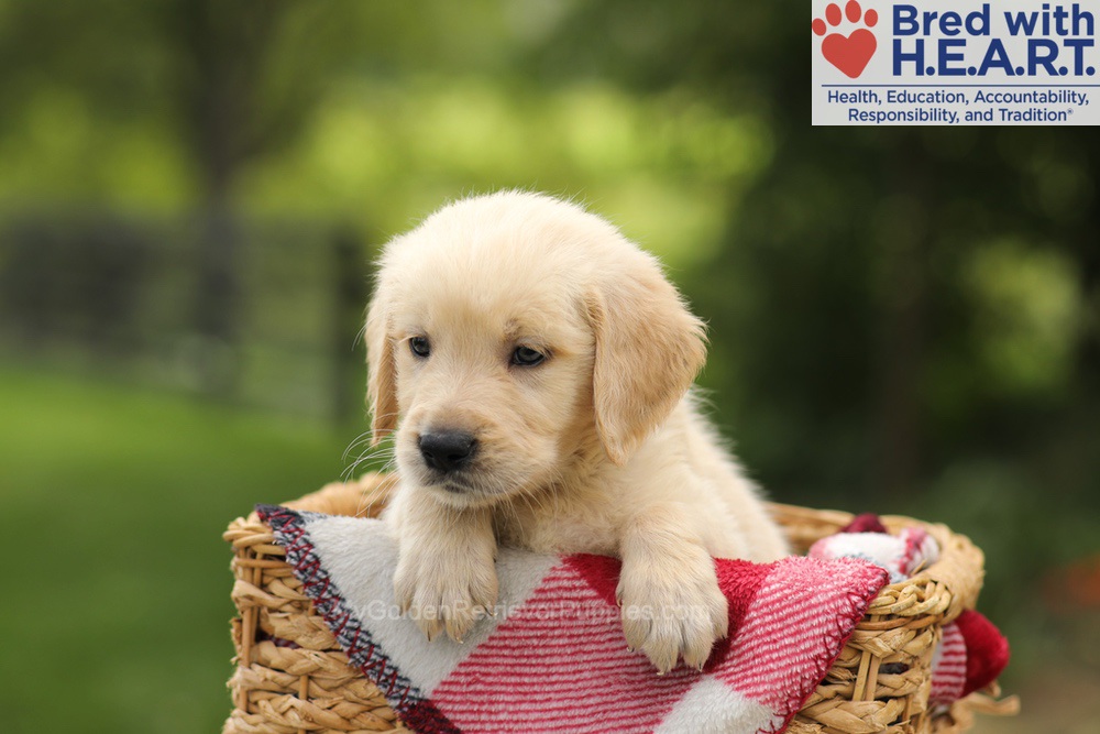 Toby Image of Toby, a Golden Retriever puppy