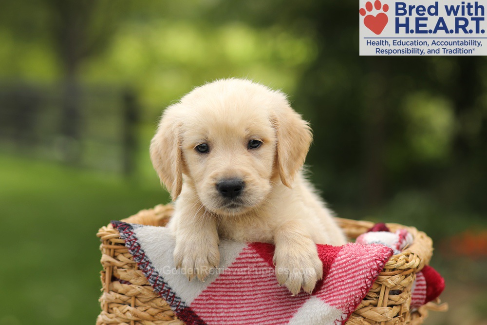 Toby Image of Toby, a Golden Retriever puppy