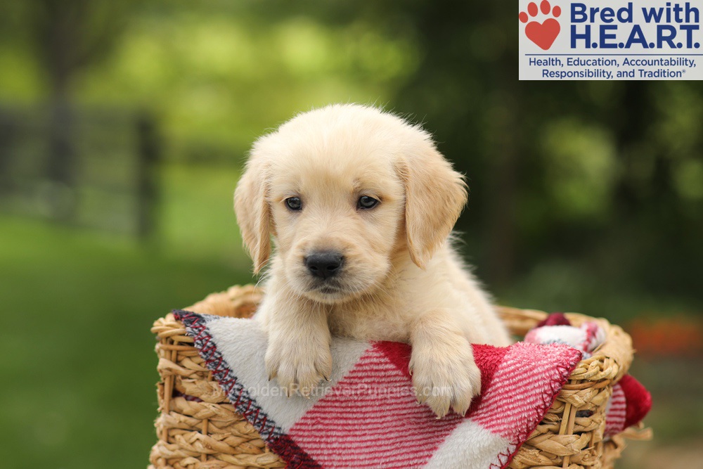 Toby Image of Toby, a Golden Retriever puppy