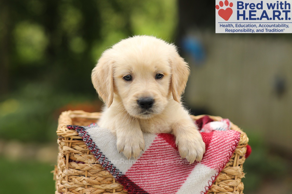 Toby Image of Toby, a Golden Retriever puppy