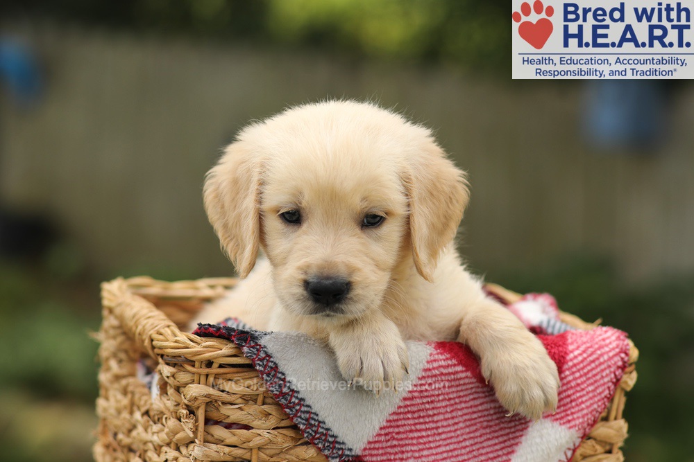 Toby Image of Toby, a Golden Retriever puppy