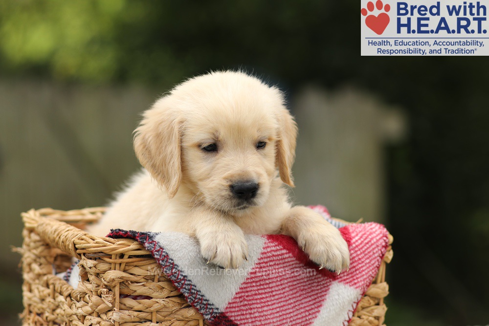 Toby Image of Toby, a Golden Retriever puppy