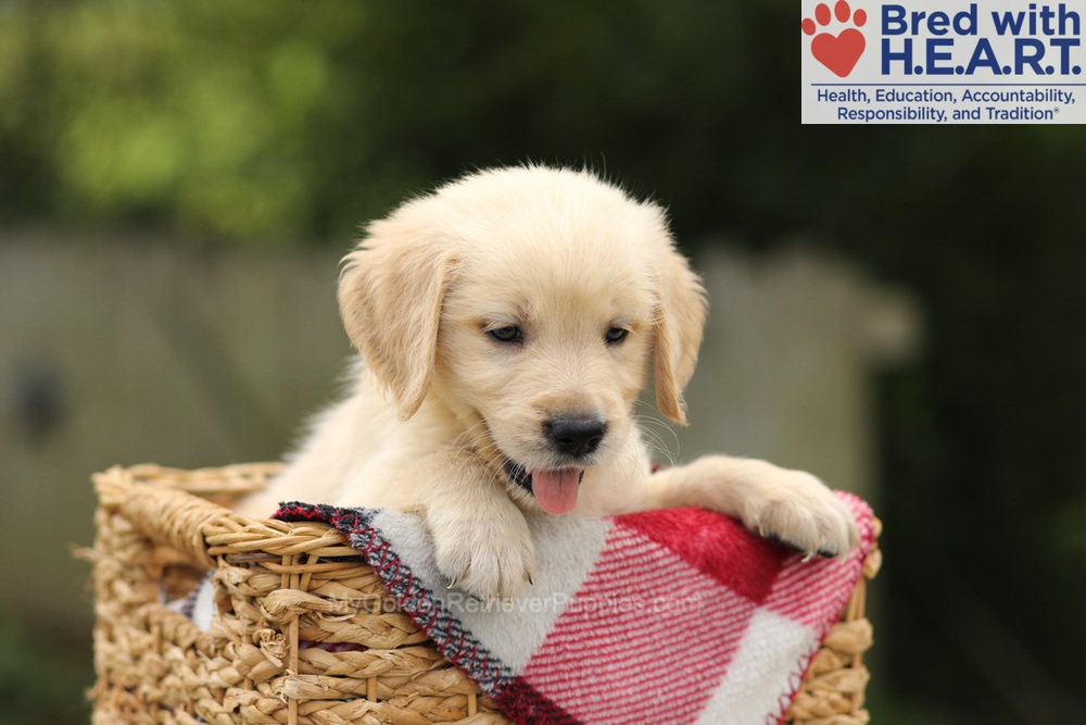 Toby Image of Toby, a Golden Retriever puppy