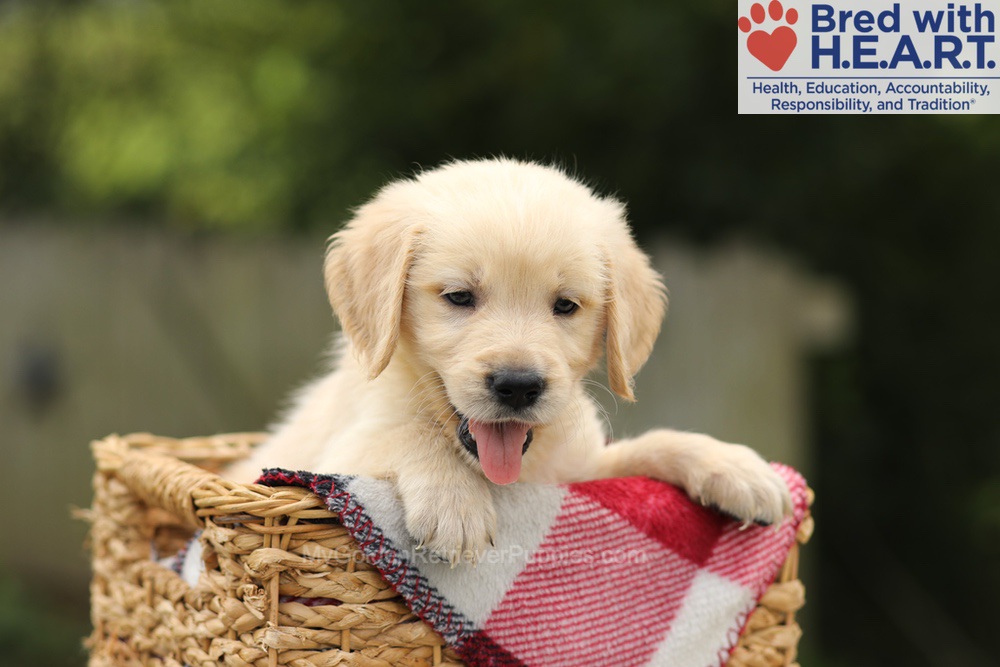 Toby Image of Toby, a Golden Retriever puppy