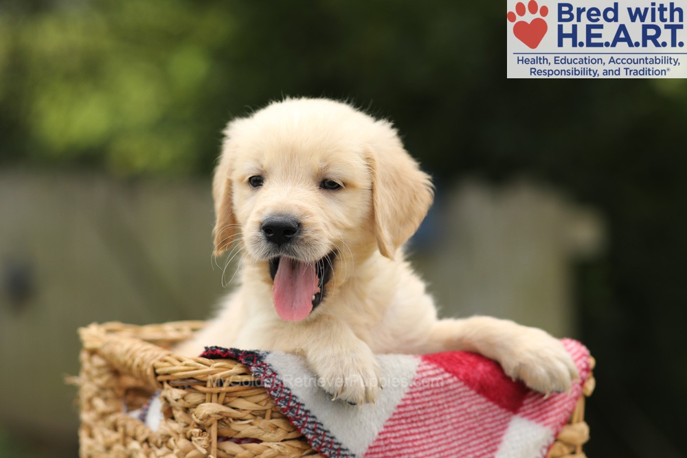 Toby Image of Toby, a Golden Retriever puppy
