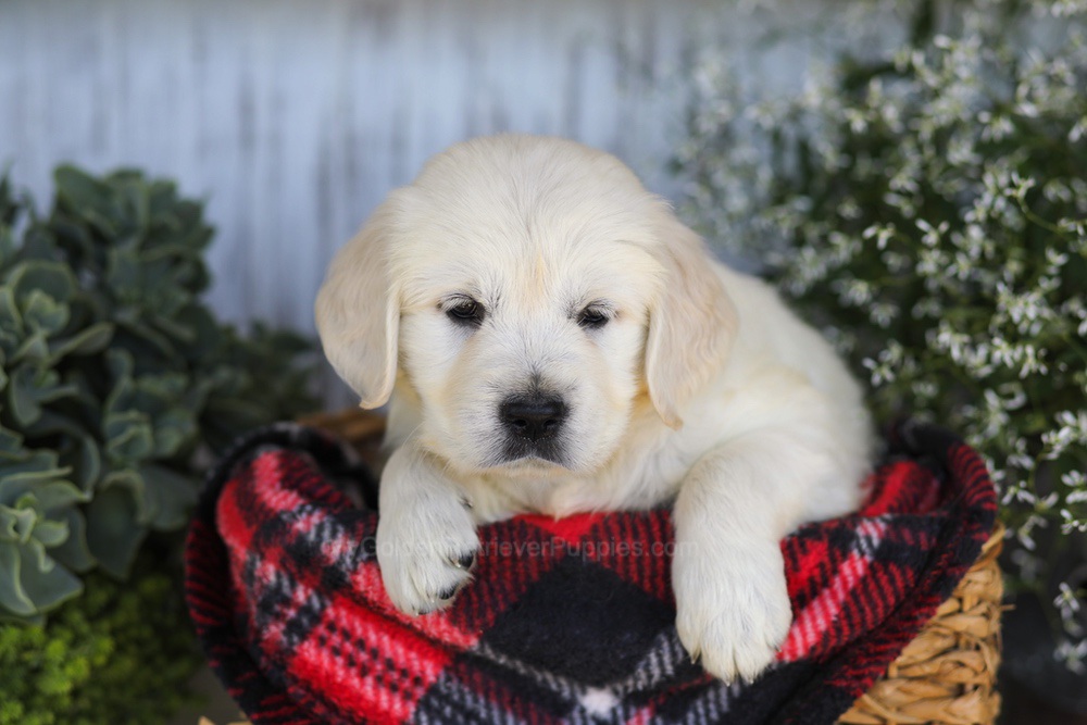Tootsie Roll Image of Tootsie Roll, a Golden Retriever puppy