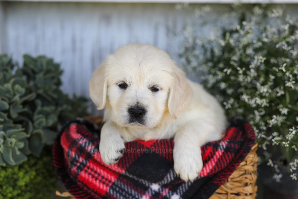 Tootsie Roll Image of Tootsie Roll, a Golden Retriever puppy