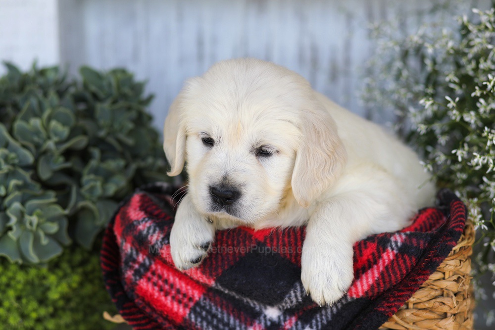 Tootsie Roll Image of Tootsie Roll, a Golden Retriever puppy