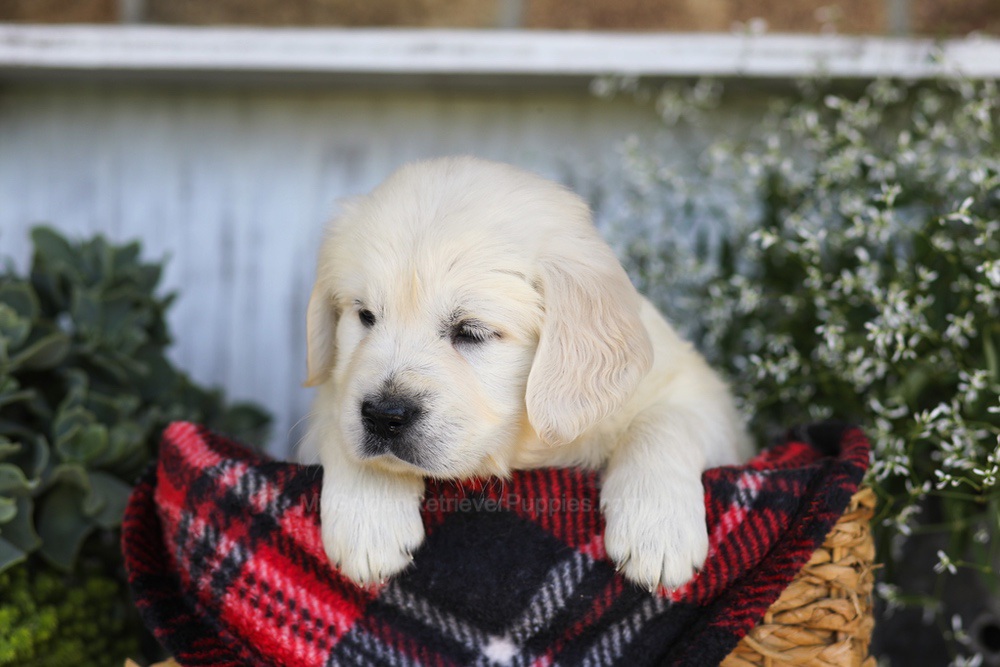 Tootsie Roll Image of Tootsie Roll, a Golden Retriever puppy